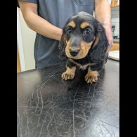 Dachshund (Miniature Long Haired)