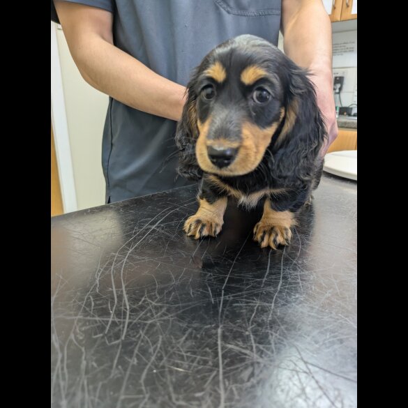 Dachshund (Miniature Long Haired)