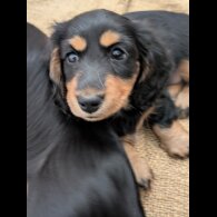 Dachshund (Miniature Long Haired)