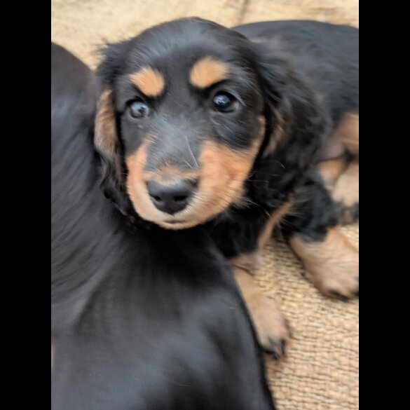 Dachshund (Miniature Long Haired)