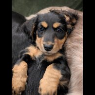 Dachshund (Miniature Long Haired)