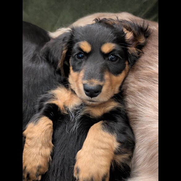 Dachshund (Miniature Long Haired)