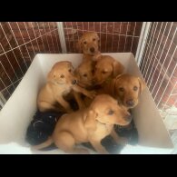 Labrador Retriever