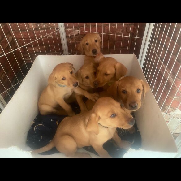 Labrador Retriever