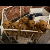 Labrador Retriever