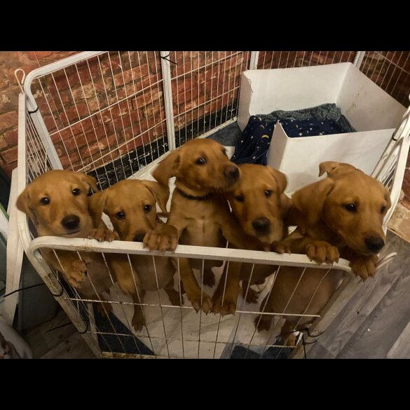 Labrador Retriever