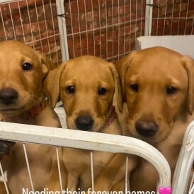 Labrador Retriever