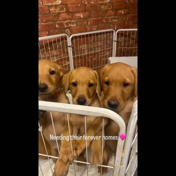 Labrador Retriever