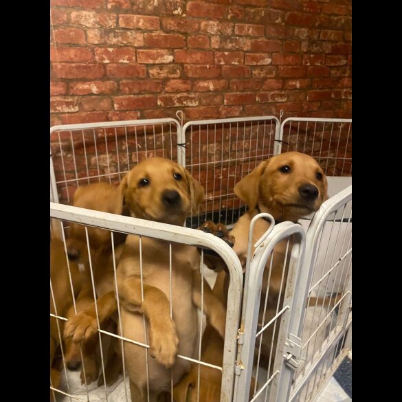 Labrador Retriever