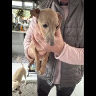 Italian Greyhound