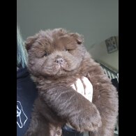 Chow Chow