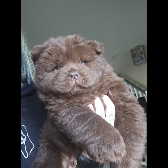 Chow Chow