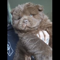 Chow Chow