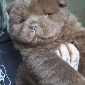 Chow Chow