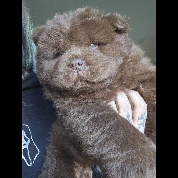 Chow Chow