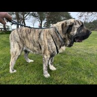 English Mastiff