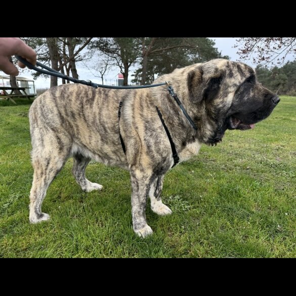 English Mastiff