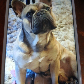 French Bulldog