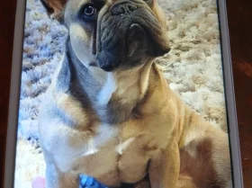 French Bulldog