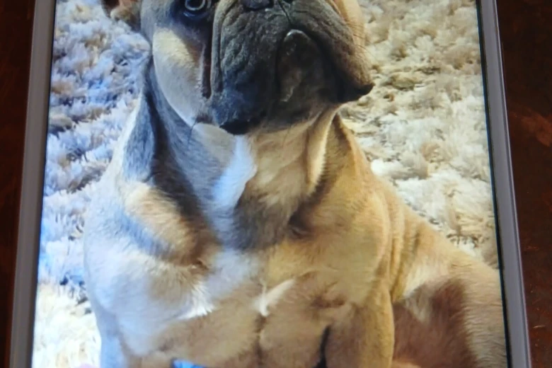 French Bulldog