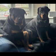 Rottweiler