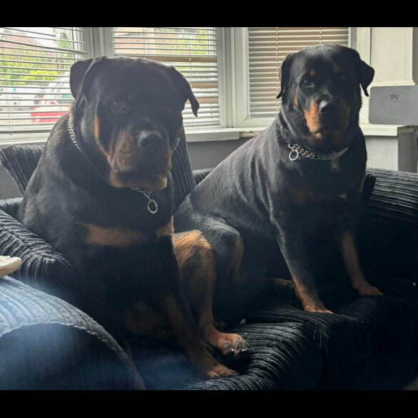 Rottweiler