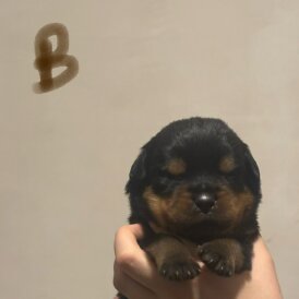 Rottweiler