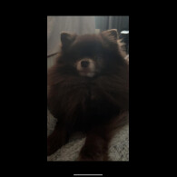 Pomeranian