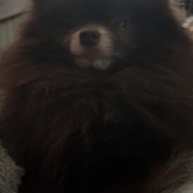 Pomeranian