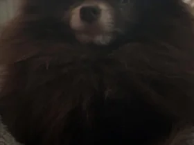 Pomeranian