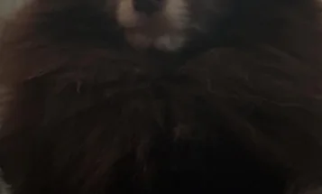 Pomeranian