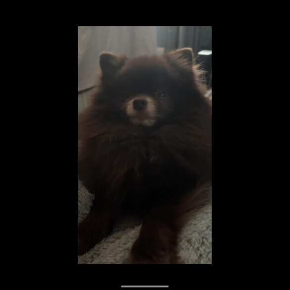 Pomeranian