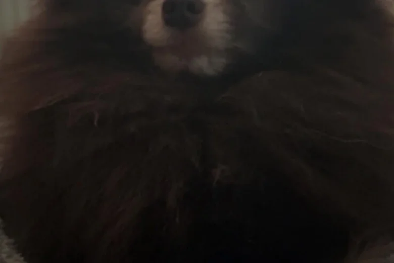 Pomeranian
