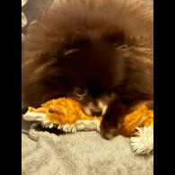 Pomeranian