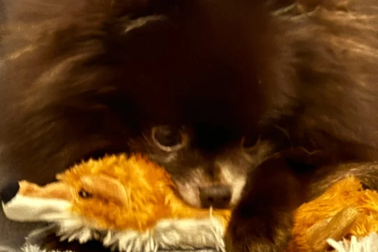 Pomeranian