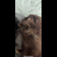 Pomeranian