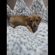 Dachshund (Miniature Smooth Haired)