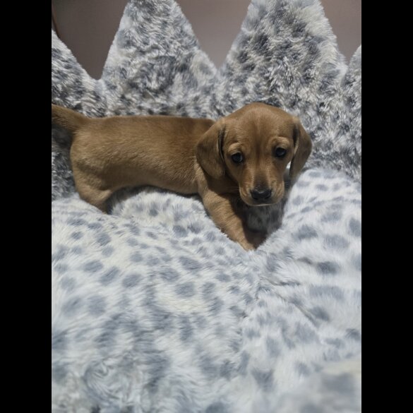 Dachshund (Miniature Smooth Haired)