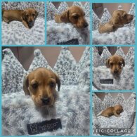 Dachshund (Miniature Smooth Haired)