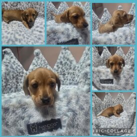 Dachshund (Miniature Smooth Haired)