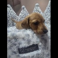 Dachshund (Miniature Smooth Haired)