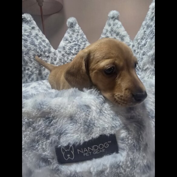 Dachshund (Miniature Smooth Haired)