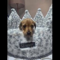 Dachshund (Miniature Smooth Haired)