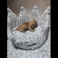 Dachshund (Miniature Smooth Haired)