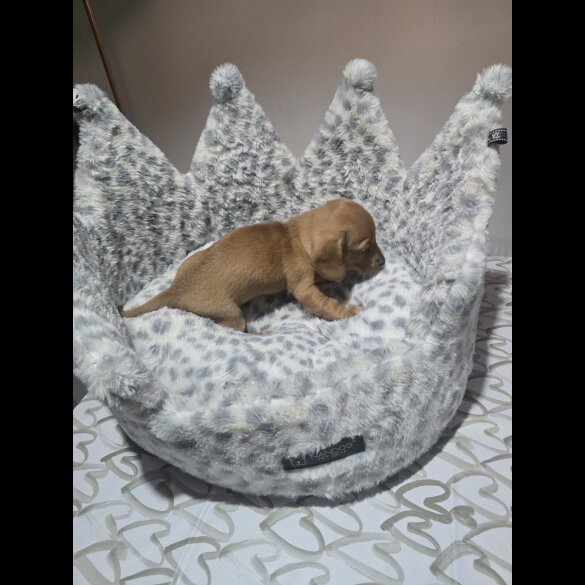 Dachshund (Miniature Smooth Haired)