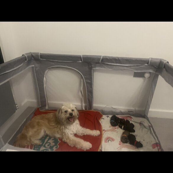 Shihpoo