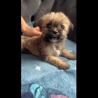 Shihpoo