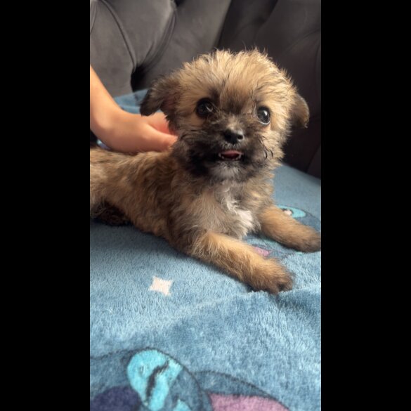 Shihpoo