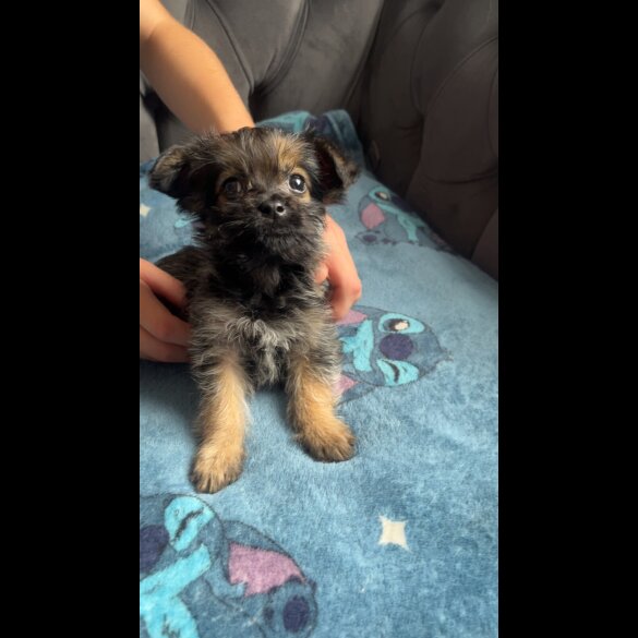 Shihpoo