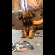 Shihpoo